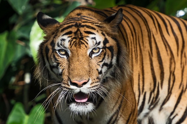 Foto retrato de um tigre em close-up