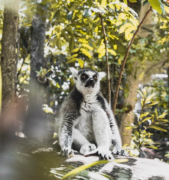 Foto retrato de um tigre sentado em uma árvore