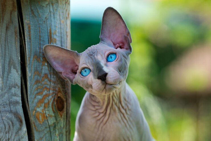 Retrato de um triste gatinho macho da raça Sphynx Hairless sobre fundo verde turvo natural olhando para cima