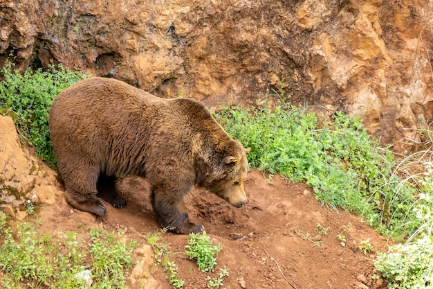 Foto retrato de um urso cavando na areia para se deitar