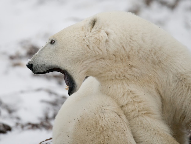 Retrato de um urso polar. Fechar-se. Canadá.