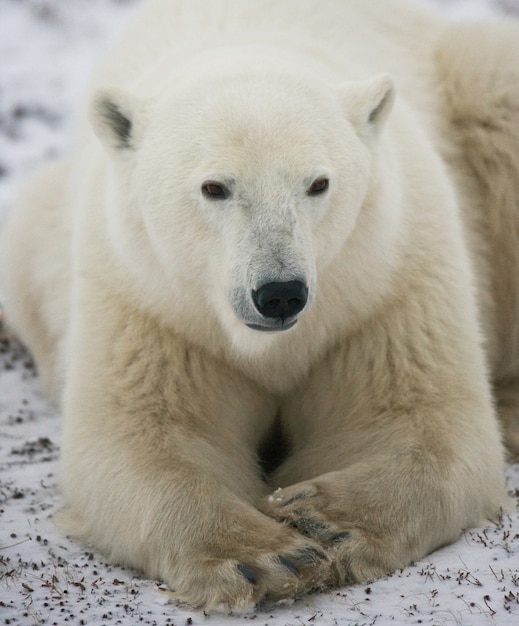 Retrato de um urso polar. Fechar-se. Canadá.