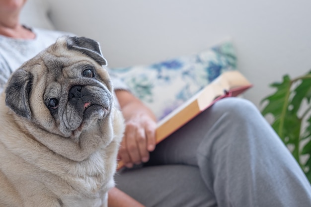 Retrato de um velho cão pug puro-sangue sentado com seu dono sênior no sofá, juntos em casa