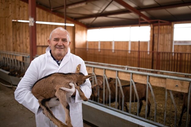 Retrato de um veterinário de jaleco branco em um estábulo de casa de fazenda segurando um animal doméstico de cabrito