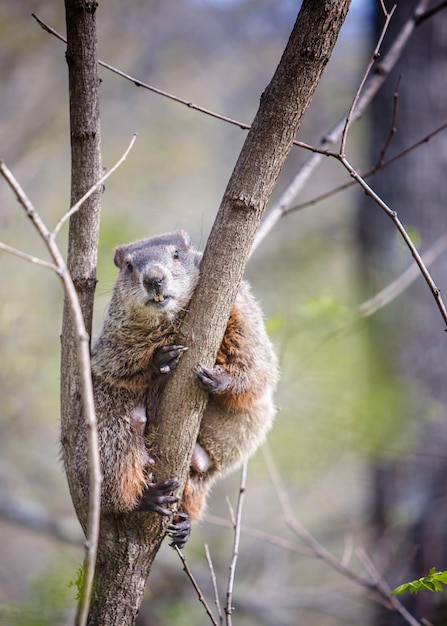 Retrato de um woodchuck em uma árvore