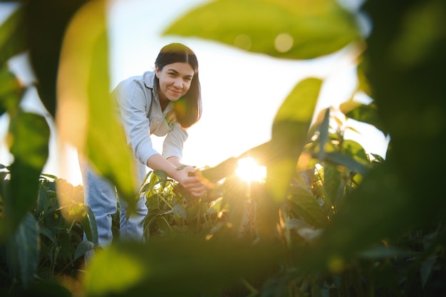 Foto retrato de uma agrônoma examinou folhas de soja crescendo no campo