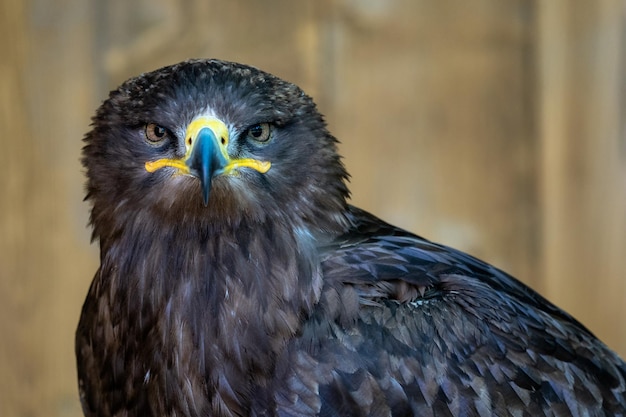 Retrato de uma águia de estepe Aquila nipalensis