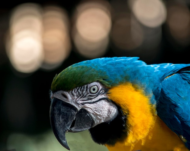 Retrato de uma arara azul e amarela Ara ararauna aves ameaçadas de extinção