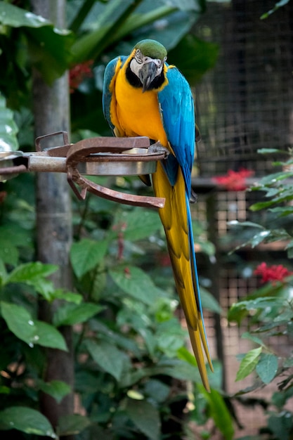 Retrato de uma arara azul e amarela Ara ararauna aves ameaçadas de extinção