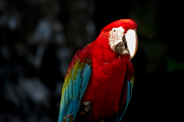 Retrato de uma arara vermelha Ara macao