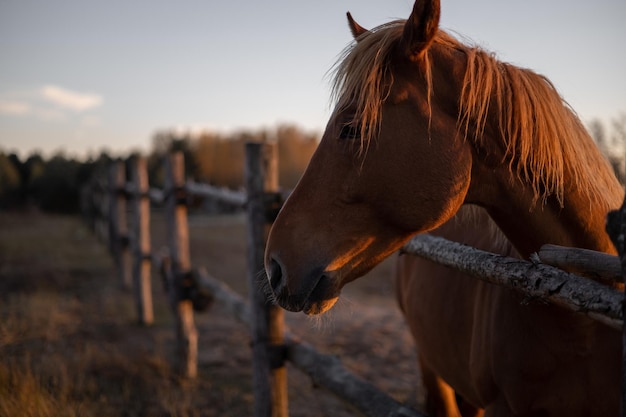 Retrato de uma cabeça de cavalo vermelha em um aviário ao pôr do sol Desfocar o fundo para inscrição