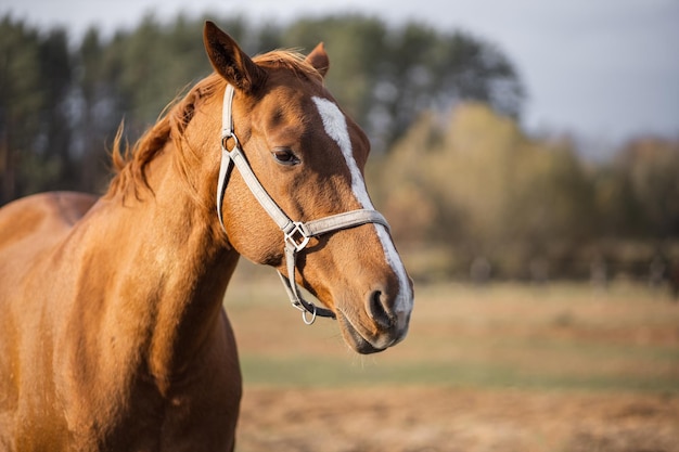 Retrato de uma cabeça de cavalo vermelha em um fundo de floresta verde