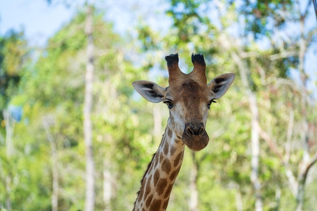 Retrato de uma cabeça de girafa na natureza Animais selvagens africanos