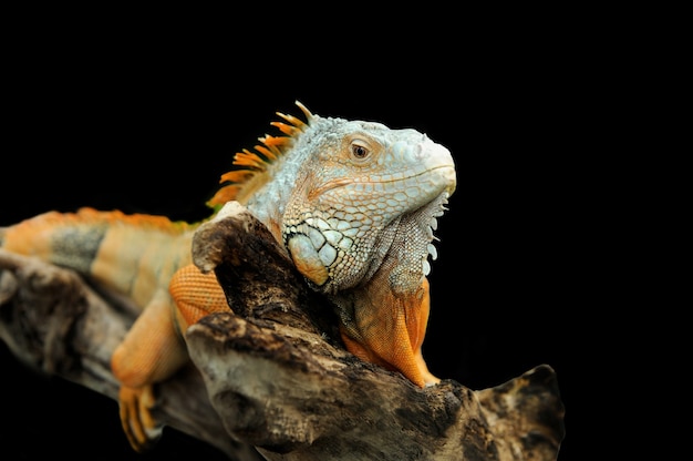 Retrato de uma cabeça de iguana