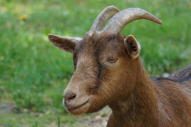 Retrato de uma cabra bonita no campo