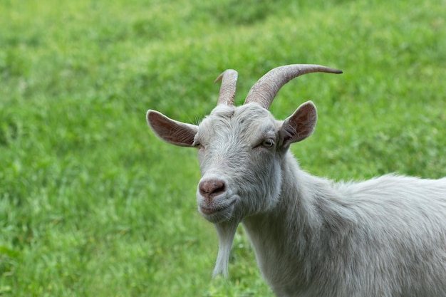 Retrato de uma cabra de pé em um campo gramado