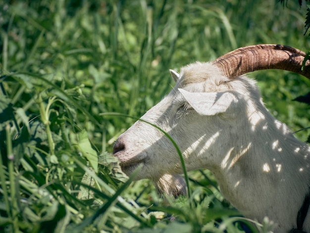 Retrato de uma cabra engraçada com chifres