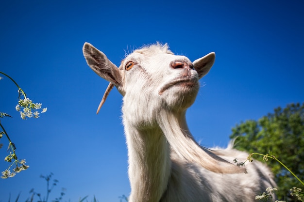 Retrato de uma cabra que mastiga a grama no campo.