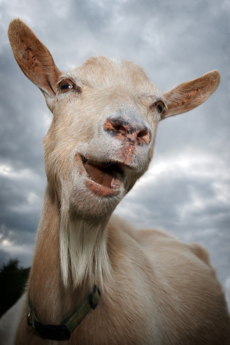 Foto retrato de uma cabra rindo em um fundo de céu nublado.