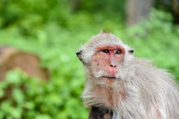 Retrato de uma cara de macaco em uma floresta natural