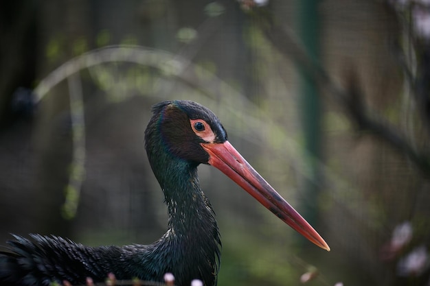 Retrato de uma cegonha-preta na natureza pássaro selvagem