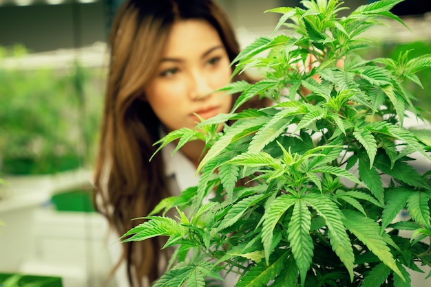 Retrato de uma cientista feminina gratificante verificando a planta de cannabis para fins médicos