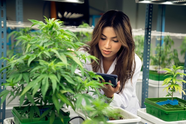 Retrato de uma cientista feminina gratificante verificando a planta de cannabis para fins médicos