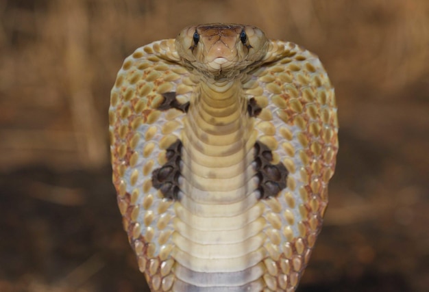 Retrato de uma cobra perigosa