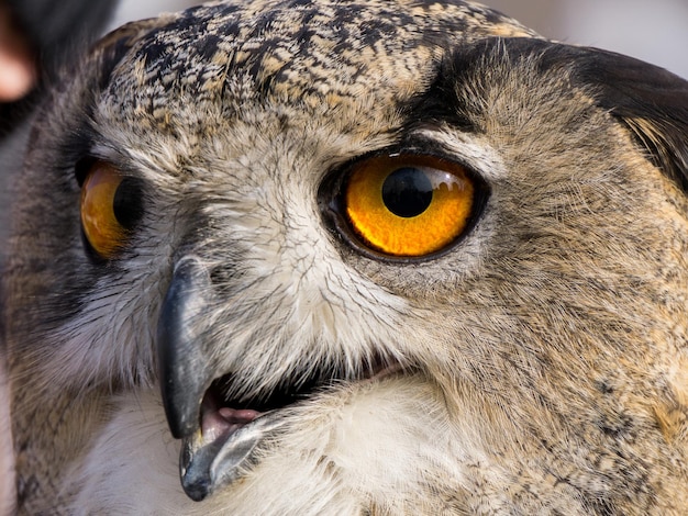 Retrato de uma coruja águia-siberiana