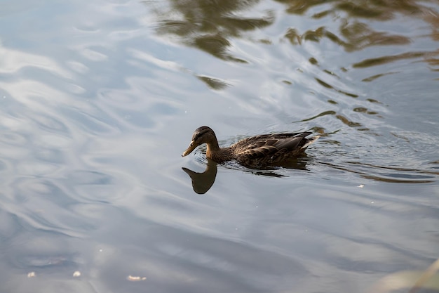 Retrato de uma fêmea de pato na água