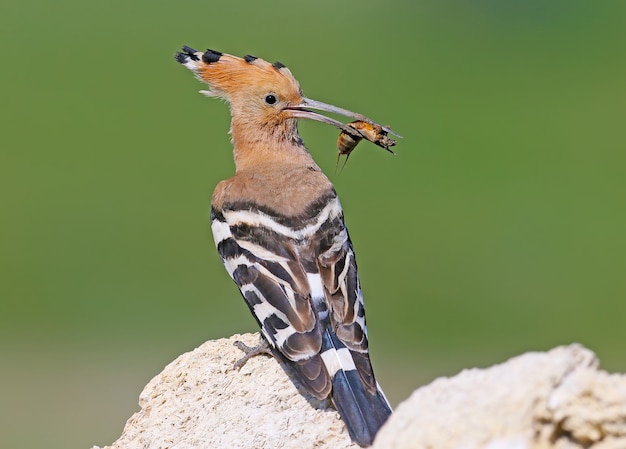 Retrato de uma fêmea de poupa com um Gryllotalpa gryllotalpa, comumente conhecido como o grilo-toupeira europeu em seu bico, fica em uma pedra.