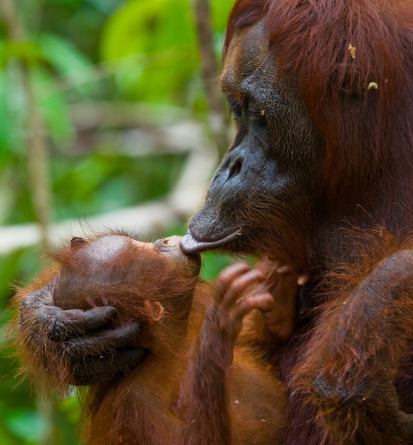 Retrato de uma fêmea orangotango com um bebê na selva. Indonésia. A ilha de Kalimantan (Bornéu).