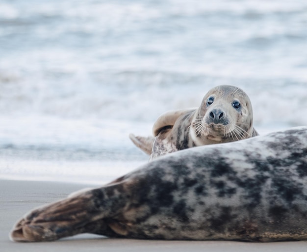 Foto retrato de uma foca na praia