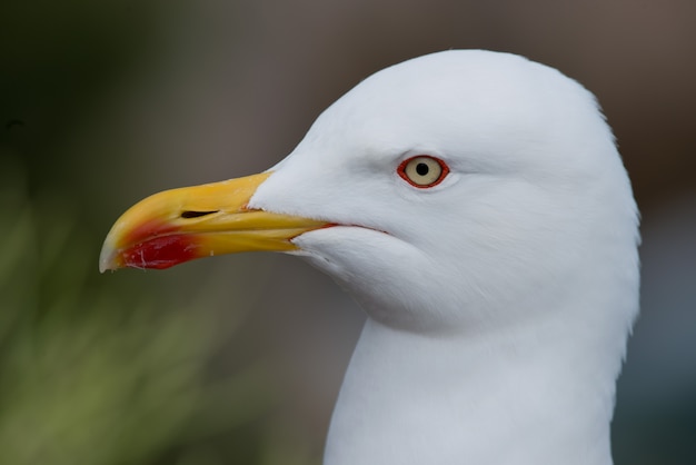 Retrato de uma gaivota de pernas amarelas