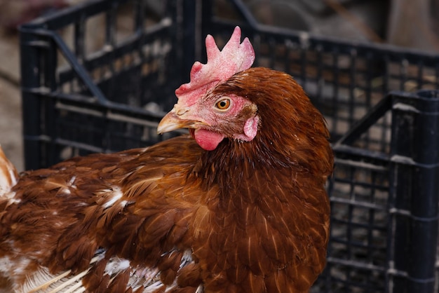 Retrato de uma galinha no pátio de aves