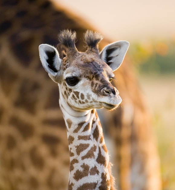 Retrato de uma girafa bebê.