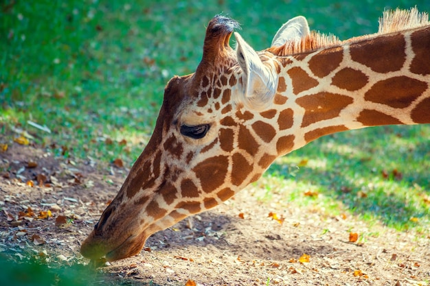 Retrato de uma girafa contra o fundo verde natural