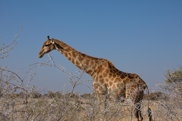 Retrato de uma girafa em estado selvagem na áfrica