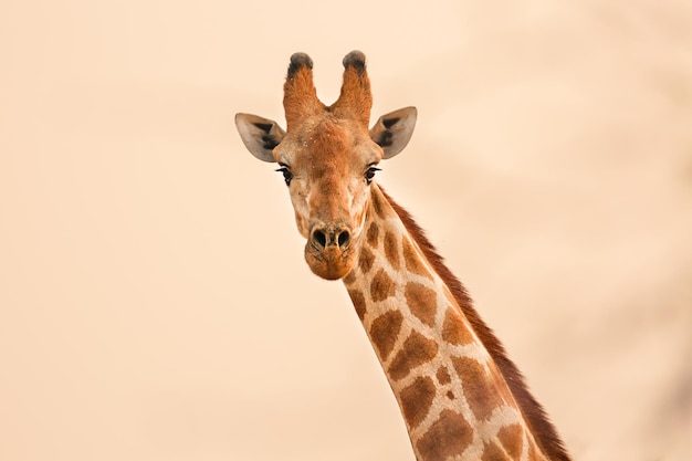 Retrato de uma girafa no deserto de kalahari, namíbia