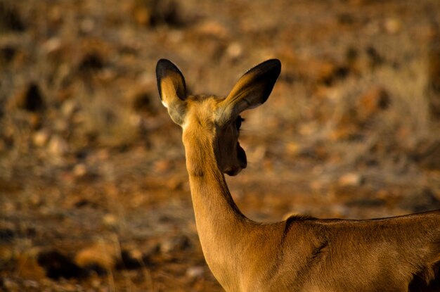 Foto retrato de uma girafa