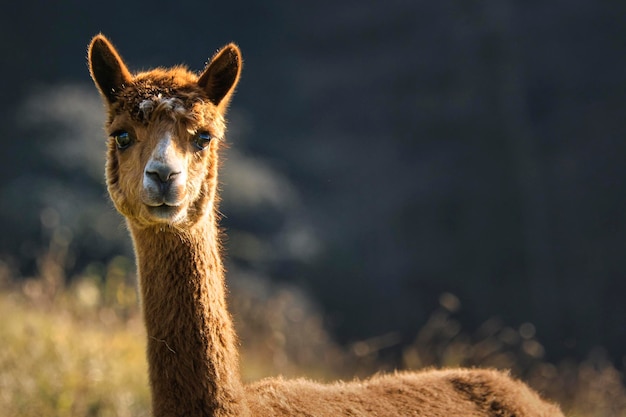 Retrato de uma girafa