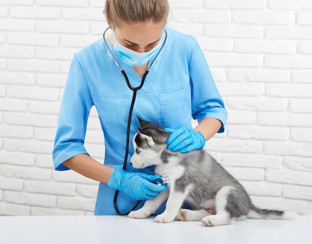 Retrato de uma jovem veterinária ouvindo batimento cardíaco, preocupando-se com o cão husky, como o lobo de olhos azuis. doutor em uniforme azul segurando o cachorrinho husky, que está sentado na mesa. conceito de veterinário.