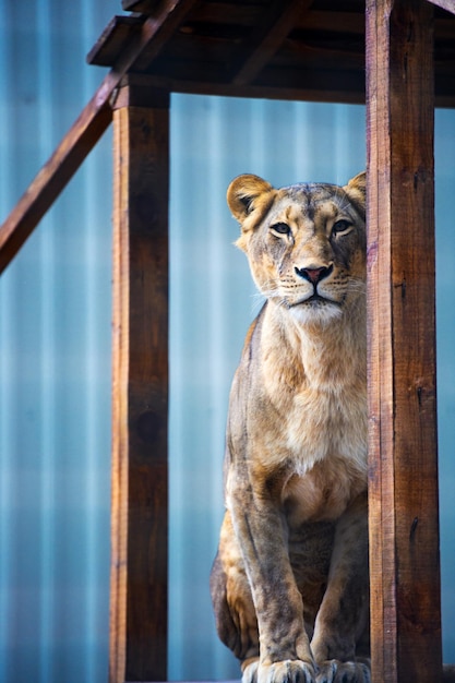 Retrato de uma leoa africana Panthera leo