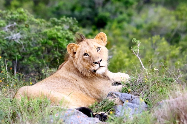 Retrato de uma leoa relaxando em um campo na floresta