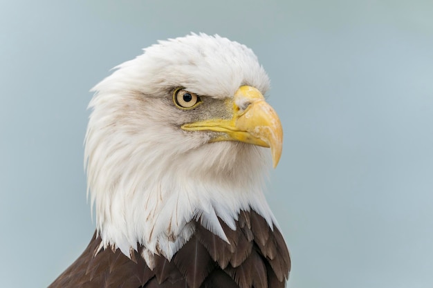 Retrato de uma majestosa águia careca águia americana adulta (Haliaeetus leucocephalus).