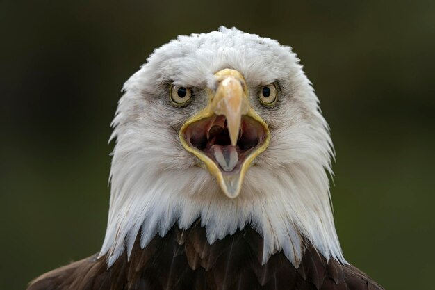 Retrato de uma majestosa águia careca águia americana adulta (Haliaeetus leucocephalus).