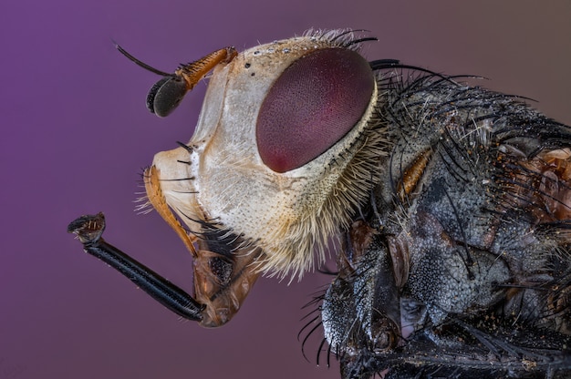 Foto retrato de uma mosca isolada em roxo