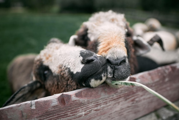 Foto retrato de uma ovelha comendo grama em um prado pecuária na área rural