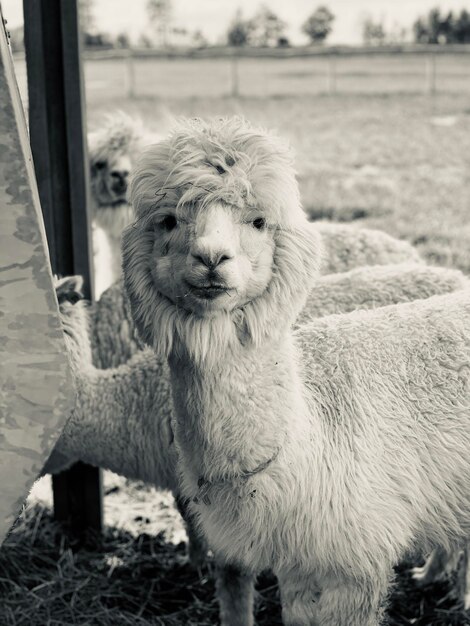 Foto retrato de uma ovelha em um campo