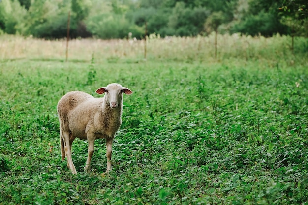 Retrato de uma ovelha na grama, na fazenda da Eslováquia, foco seletivo,